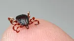 O şehirde kene alarmı! Ölü sayısı 5'e yükseldi!
